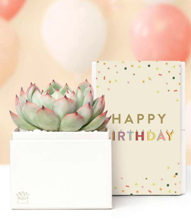 Lulas Garden  Birthday Bliss Succulent Gift