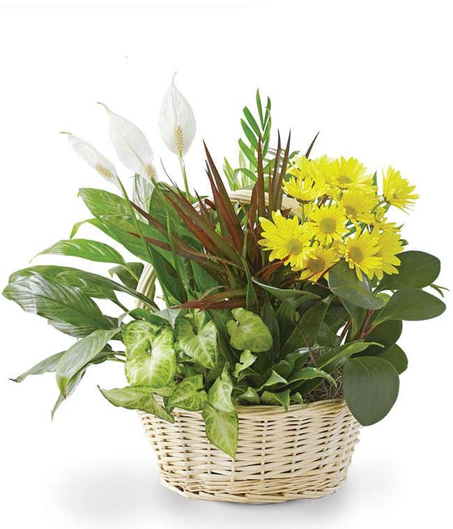 Flowering Dish Garden