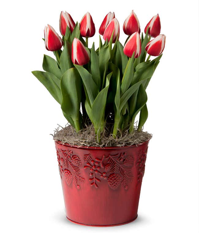 Christmas Tulip Bulb Garden