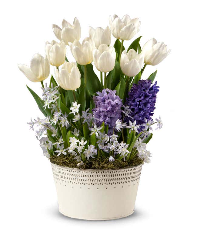 Soft Winters Night Tulip Bulb Garden