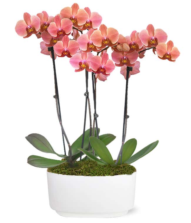 Pretty as a Peach Orchid Duo