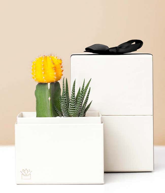 Lulas Garden  Forever Sunny Succulent Gift